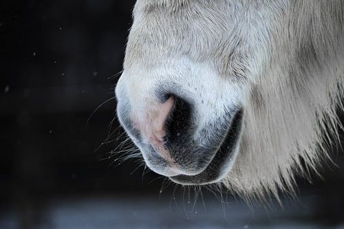 La bouche sensible d'un cheval islandais