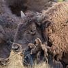 Einen großen Bison essen von Selwyn Smeets - SaSmeets Photography