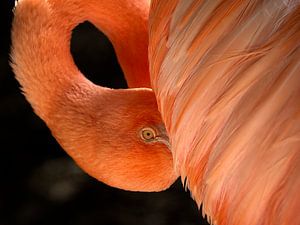 Flamant à Curaçao