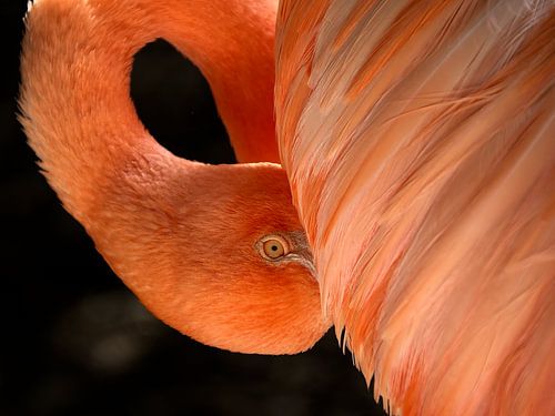 Flamingo in Curaçao van Karel Frielink