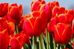 Rode tulpen sur Menno Schaefer