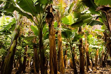 Bananenplantage op La Palma van Liesbeth Vogelzang