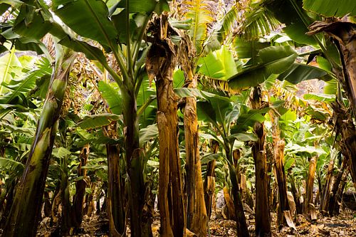 Banana plantation on La Palma