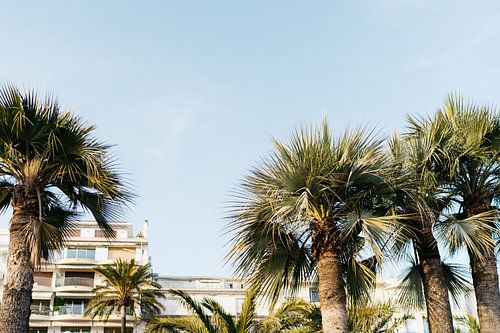 Palmiers sur la promenade de Cannes