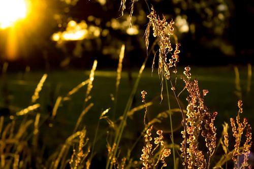 Zonsopkomst bij weide