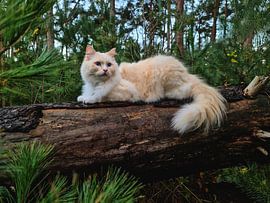 cat in the woods by Ivana Luijten