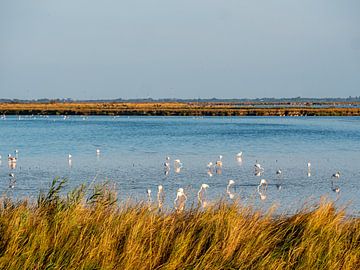 Flamingos in der Lagune von Comacchio von Animaflora PicsStock