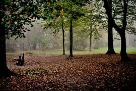 Automne sur Rob van Soest