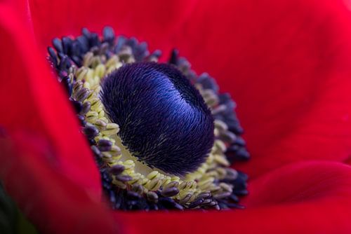Het hart van een rode anemoon