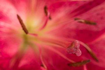 coeur de fleur sur Hetwie van der Putten