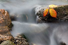 Herfst 