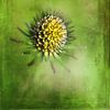 Distel groen geel van Claudia Gründler