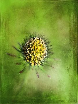 Distel groen geel van Claudia Gründler