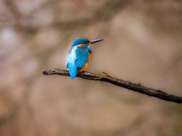 The kingfisher! by WILBERT HEIJKOOP photography