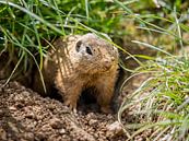 Curious Siesel: A Glimpse of Nature by Triki Photography thumbnail