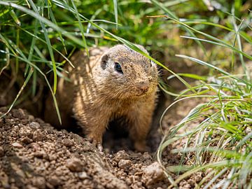 Nieuwsgierige Siesel: Een Glimp van de Natuur van Triki Photography