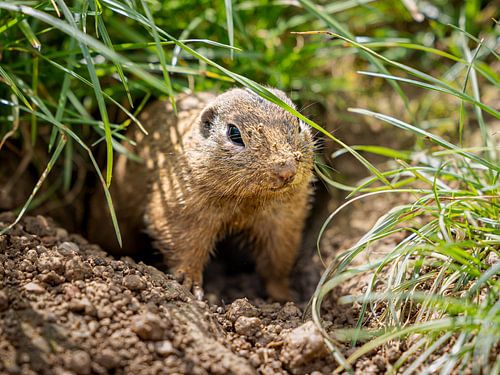 Nieuwsgierige Siesel: Een Glimp van de Natuur