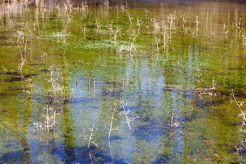 Stilstaand water met waterplanten van Peter de Kievith Fotografie