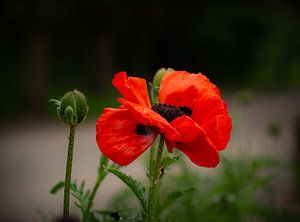 Mohn