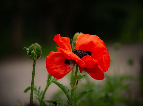 poppy