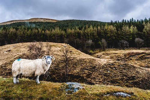 Schaap in de Schotse hooglanden