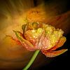 Fier d'être une tulipe. sur Alie Ekkelenkamp