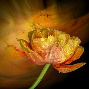 Stolz, eine Tulpe zu sein.