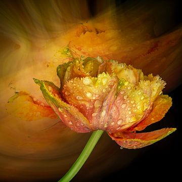 Proud to be a tulip. Oranje en geel. van Alie Ekkelenkamp