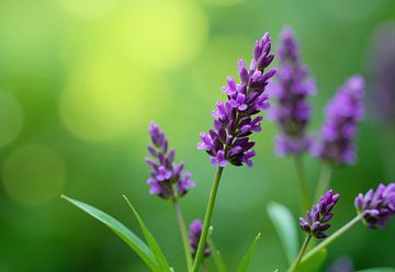 Lila Blütenähren mit grünem Laub von Markus Gann