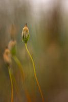 Dancing in the mossy light