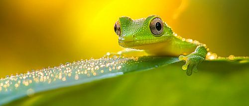 Green frog on leaf in sunlight by Poster Art Shop