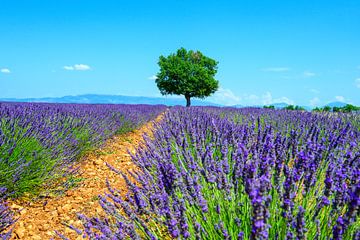 Bloeiende lavendel in de Provence tijdens een zomerse dag van Sjoerd van der Wal Fotografie