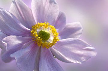 Anémone sur Violetta Honkisz