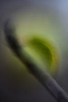 Blatt in Pastell