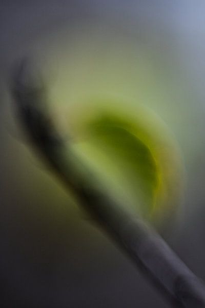 Leaf in pastel by Norbert Stein