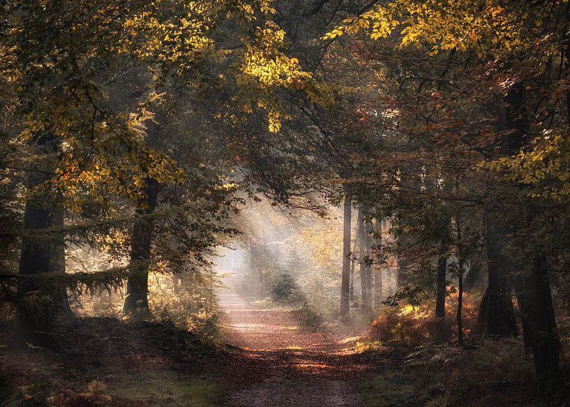 Herfst van Jeroen Linnenkamp