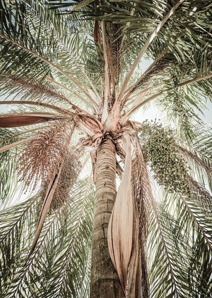 Palm Tree no. 1 by Adriano Oliveira