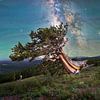 Colorado Nightscape Milky Way Fine Art | Ancient Bristlecone Pine Tree Photo by Daniel Forster