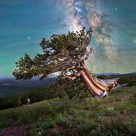 Colorado Nightscape Milky Way Fine Art | Ancient Bristlecone Pine Tree Photo by Daniel Forster