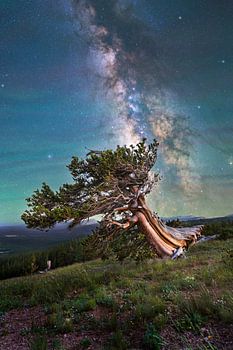 Colorado Nachtlandschap Melkweg Fine Art | Oude Bristlecone Pijnboom Foto