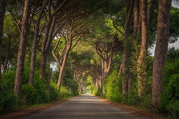 Pine Trees Road im Maremma Park, Toskana