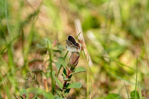 En harmonie avec le matin - l'azuré solitaire