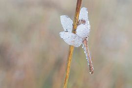 Engeltje in de dauw. van Francis Dost