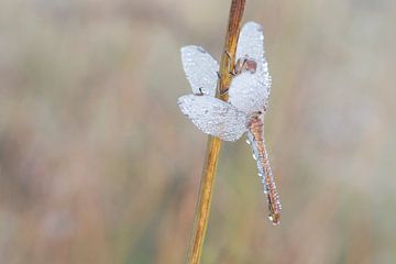 Angel dans la rosée. sur Francis Dost