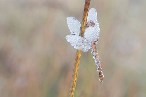 Engeltje in de dauw.