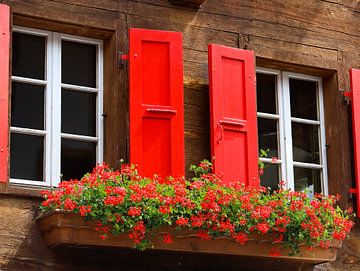 geraniums voor rode luiken van Marieke Funke