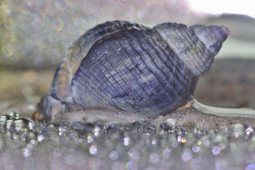 Whelk water reflection by Monique Visser
