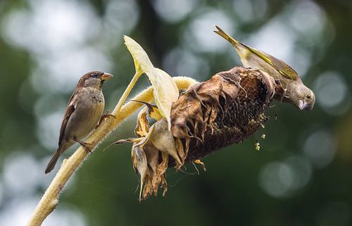 Huismus en groenling op zonnebloem