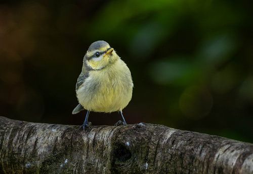Blue tit
