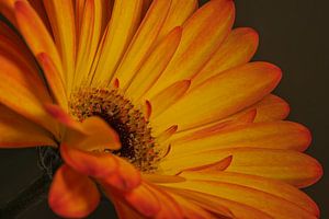 Eine strahlende Gerbera in warmen Farben